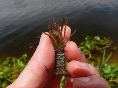 Procambarus seminolae