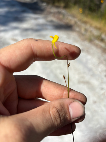 Rush bladderwort (Utricularia juncea)