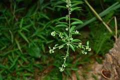 Rhynchospermum verticillatum