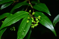 Viburnum integrifolium