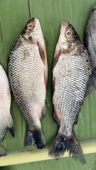 Brazilian Bocachico photo 2