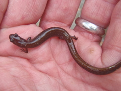 Eurycea quadridigitata