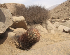 Eriosyce iquiquensis