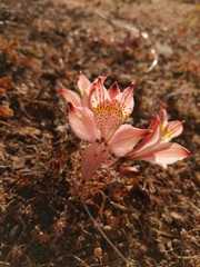Alstroemeria hookeri