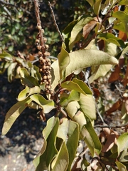 Escallonia pulverulenta