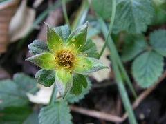 Potentilla indica