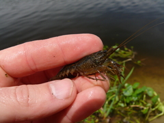 Procambarus seminolae