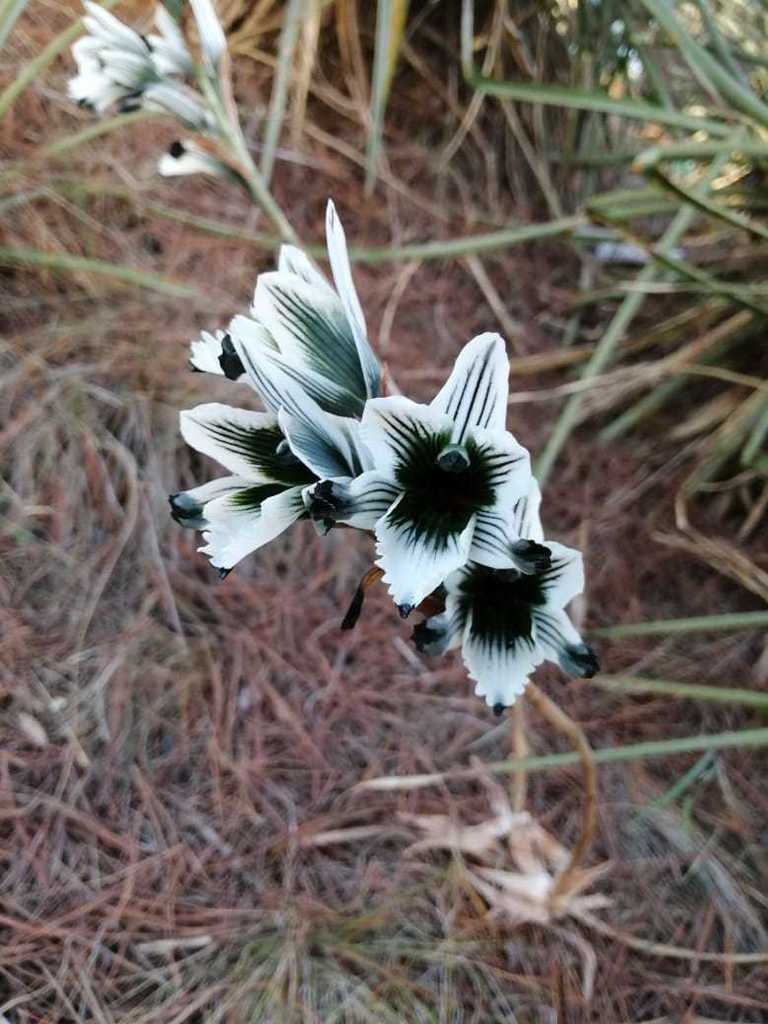 Chloraea bletioides