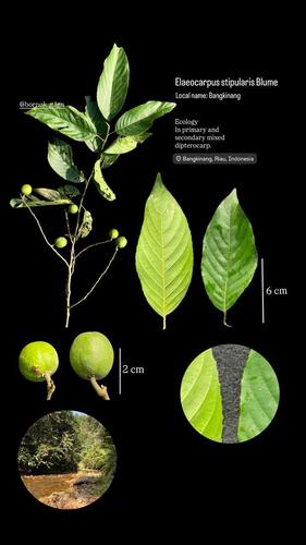 Elaeocarpus stipularis observed 2025-07-16
