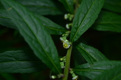 Rhynchospermum verticillatum