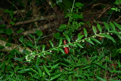 Rhynchospermum verticillatum