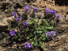 Campanula tubulosa
