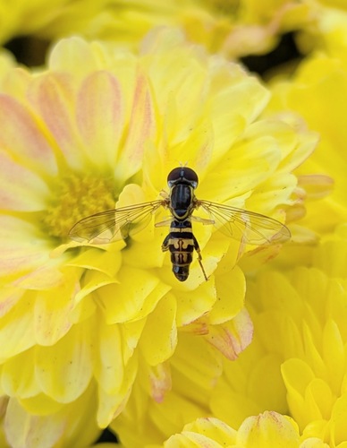 Unknown species found near Redmont Park, Birmingham, AL, USA