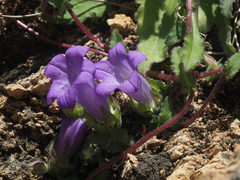 Campanula tubulosa