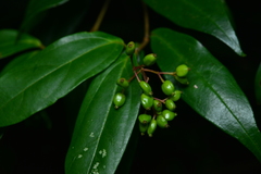 Viburnum integrifolium