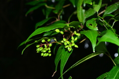 Viburnum integrifolium