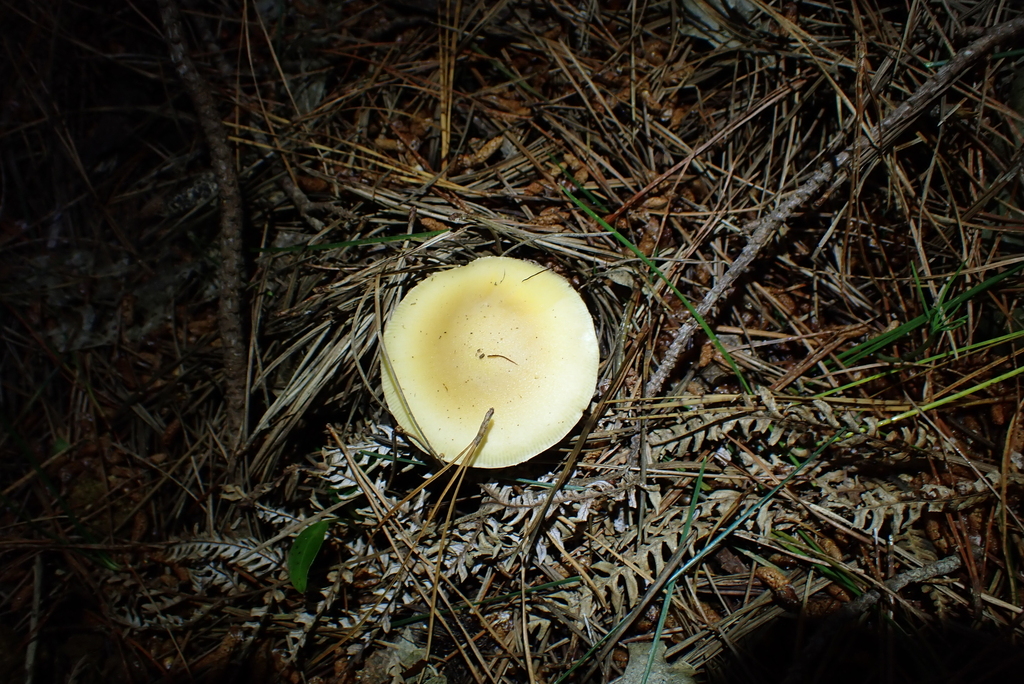 Amanita junquillea · October 2025 · photo: © berardom (iNaturalist, cc-by)