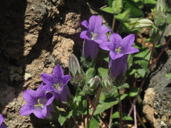 Campanula tubulosa