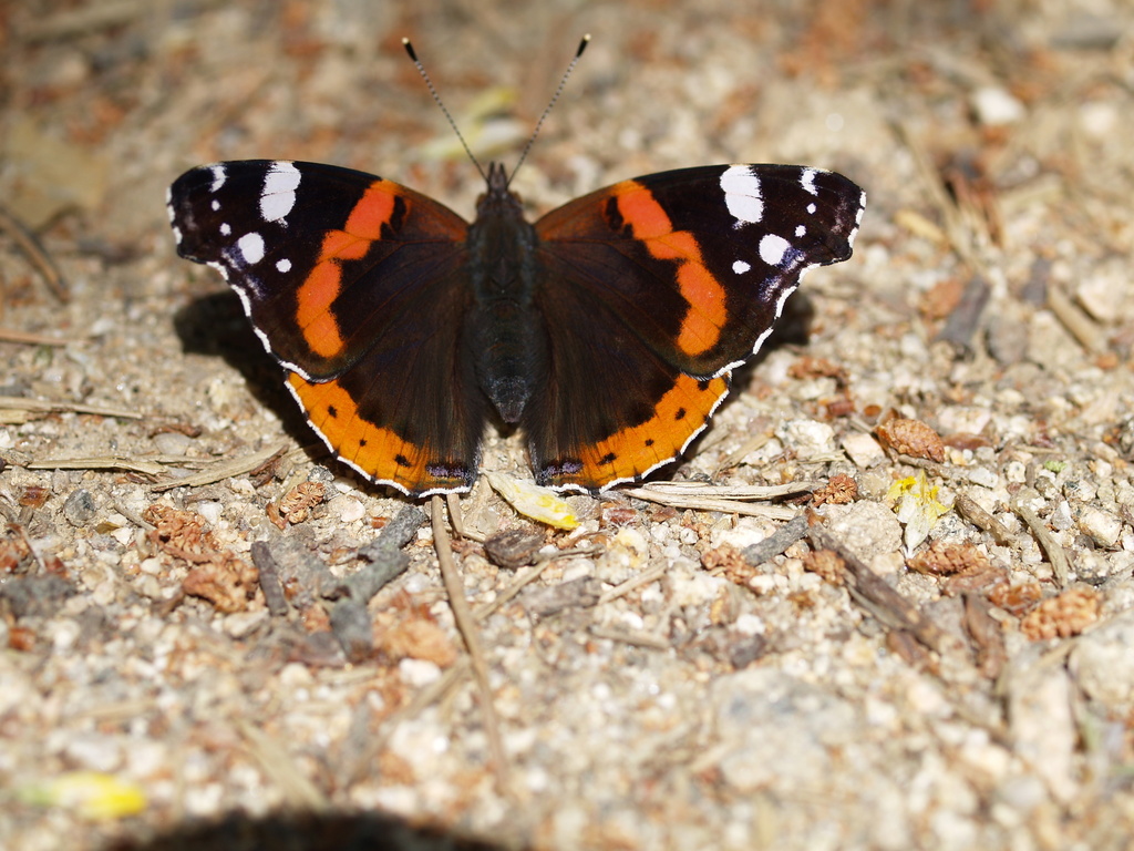 Vanessa atalanta atalanta (Madeira Butterflies) · iNaturalist