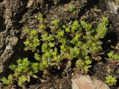 Sedum praesidis