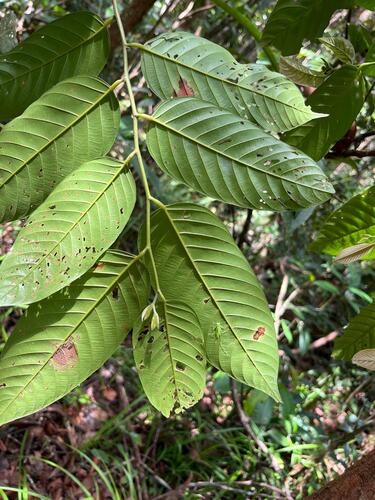 Shorea johorensis observed 2025-05-23