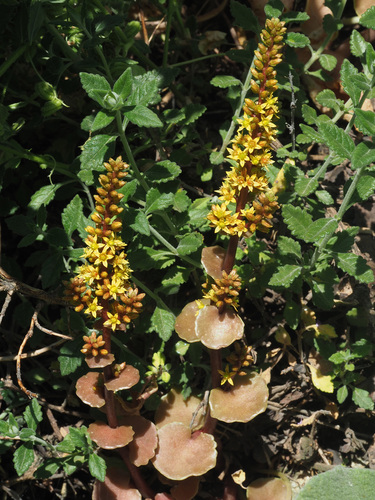 Umbilicus parviflorus