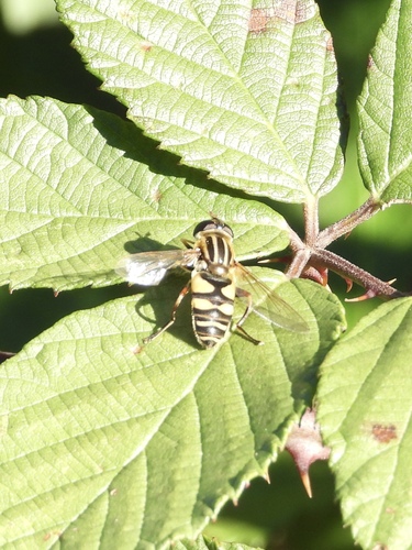 Unknown species found near Margate City, NJ 08402, USA
