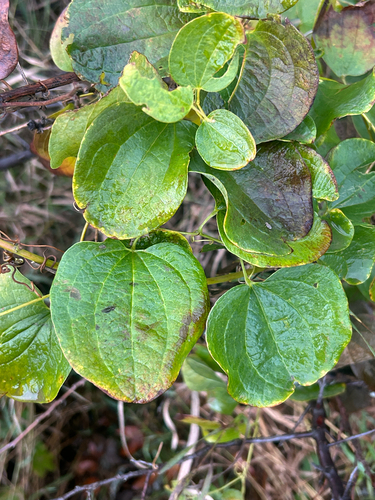 midwestern carrionflower