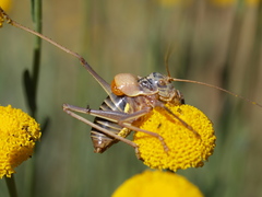 Lluciapomaresius stalii