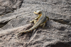 Pseudocordylus subviridis