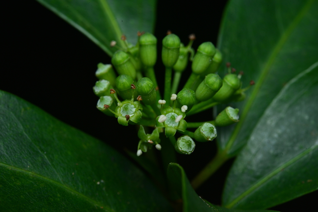 Dendropanax dentigerus (Dendropanax dentigerus)