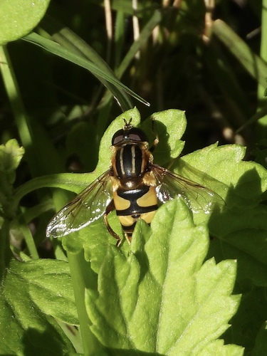 Unknown species found near Margate City, NJ 08402, USA