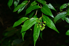 Viburnum integrifolium