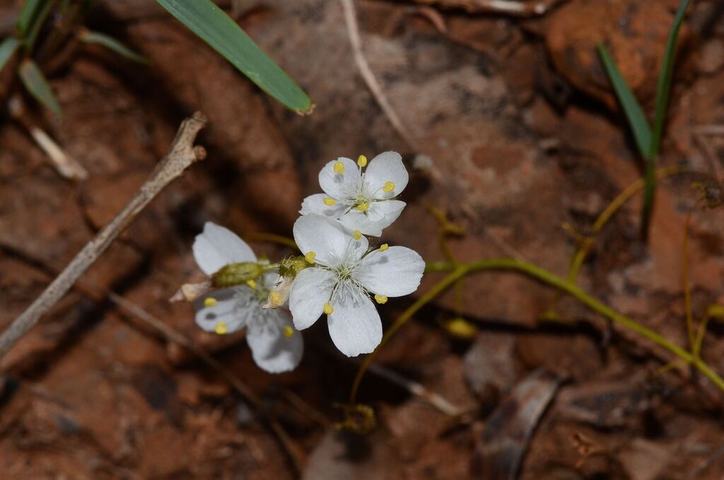 Drosera modesta (Drosera modesta)