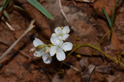 Drosera modesta (Drosera modesta)