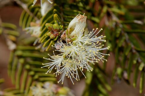 Melaleuca cuticularis, photograph 6
