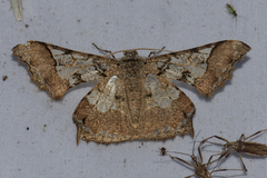 Krananda semihyalina