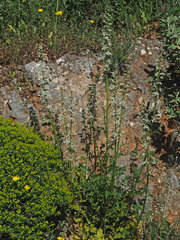 Petromarula pinnata