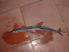 Euleptorhamphus viridis