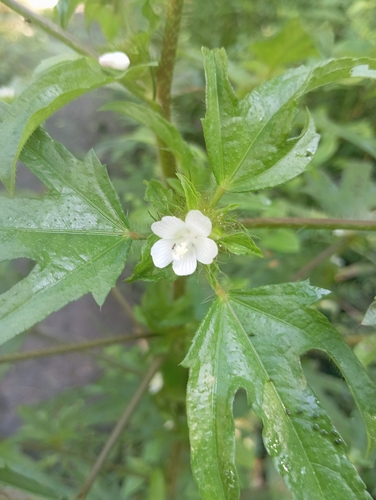 Mano de muerto (Malachra fasciata)