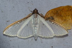 Cydalima