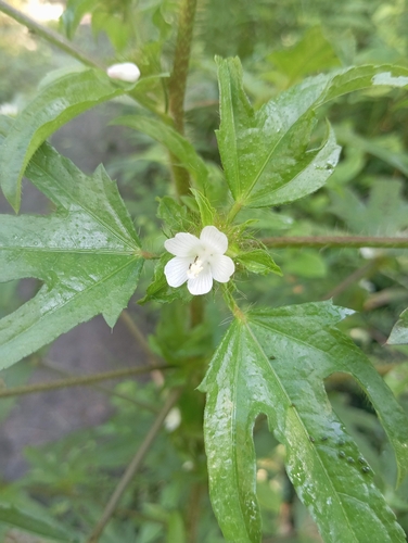 Mano de muerto (Malachra fasciata)