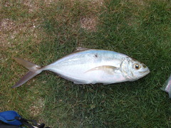 Caranx