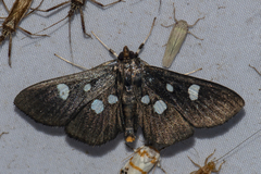 Rhagoba octomaculalis