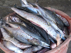 Scomberomorus sierra