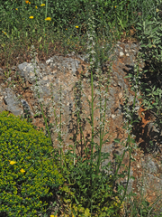 Petromarula pinnata