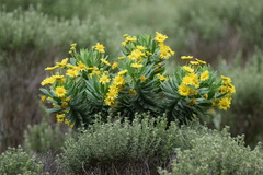 Euryops evansii