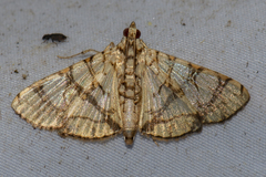 Glyphodes caesalis