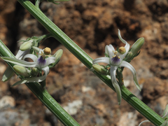 Petromarula pinnata