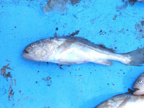 Pacific smalleye croaker (Nebris occidentalis) — Sciaenidae — 5